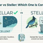 Stellar vs Steller: Which One Is Correct?