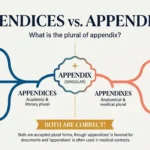 Appendices vs Appendixes: Which Is Correct?